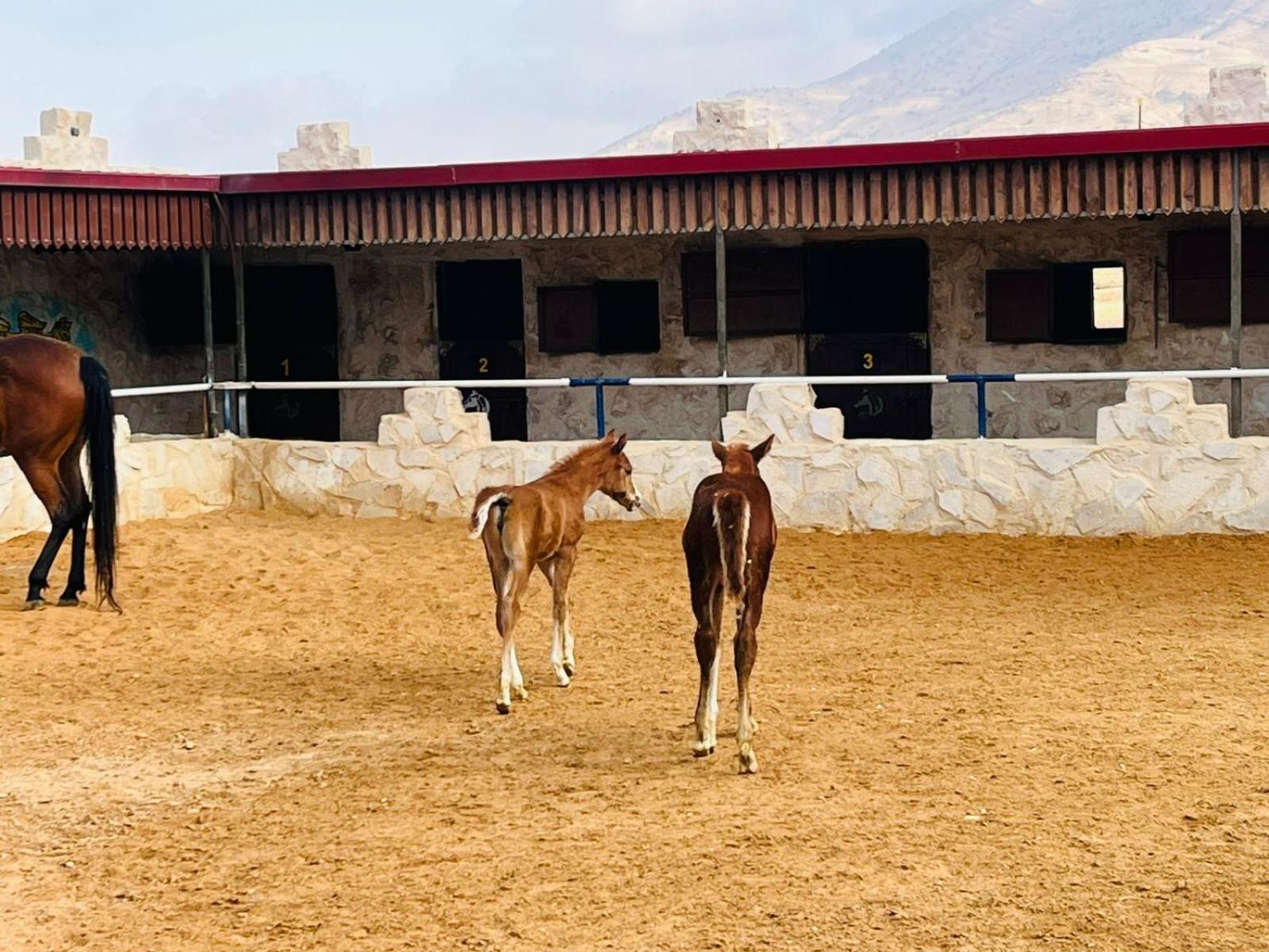 Bed and Breakfast Petra Royal Ranch Wadi Musa Esterno foto